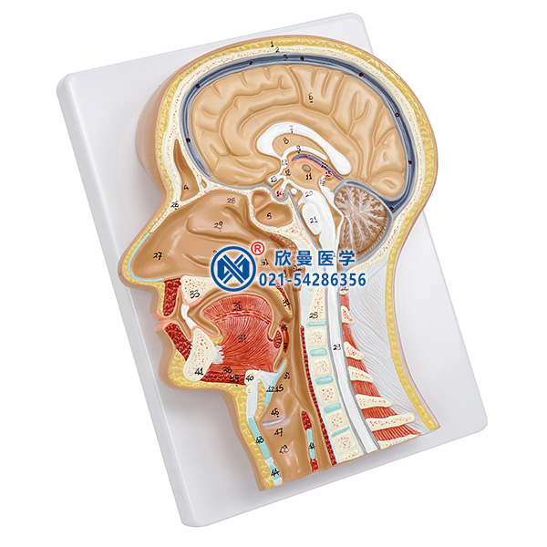 頭部正中矢狀切面模型整體結(jié)構(gòu)
