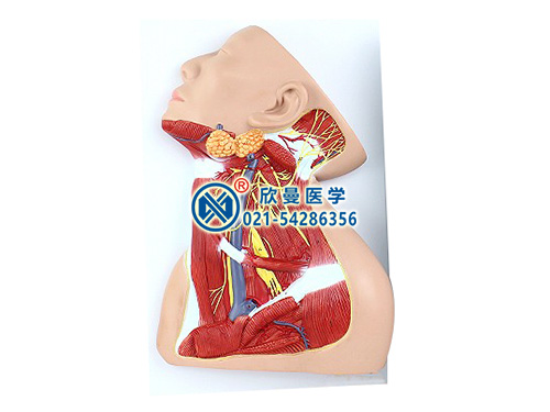 頸部中層解剖模型