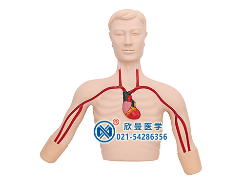 PICC線(xiàn)介入操作訓(xùn)練模型,PICC深靜脈穿刺置管模型