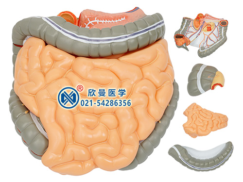 結(jié)腸空回腸解剖模型