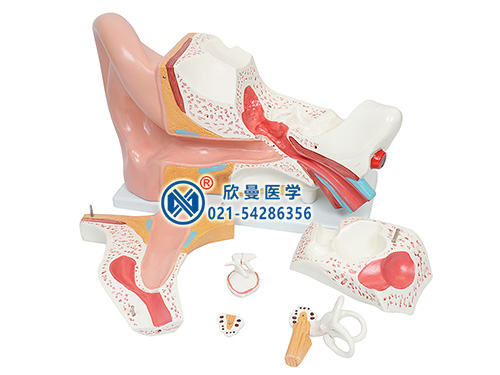 耳(外、中、內(nèi))解剖放大模型