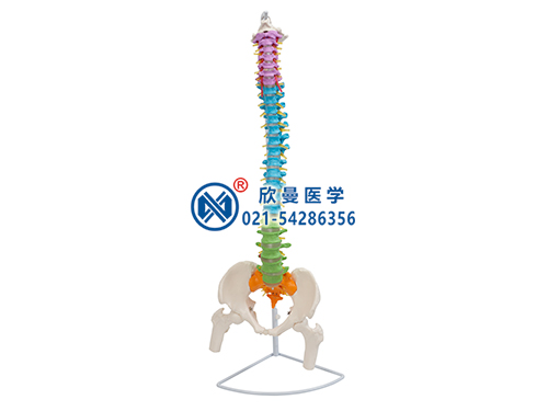 彩色脊柱帶骨盆與股骨頭(半腿骨)模型