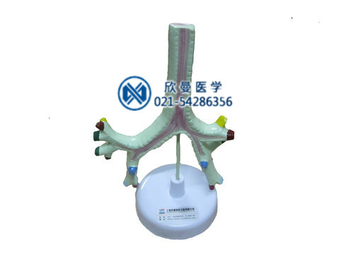 氣管、支氣管及肺段支氣管模型