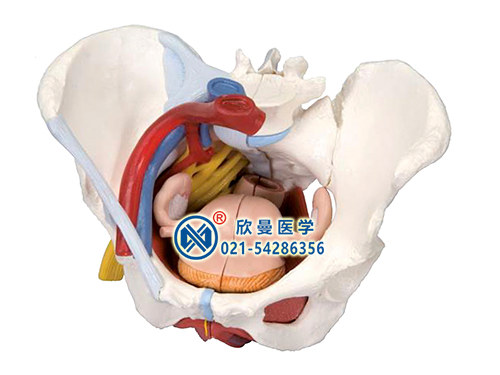 女性骨盆附盆底肌肉韌帶盆腔器官及血管神經(jīng)模型