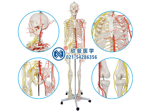 男性全身人體骨骼附主要?jiǎng)用}和神經(jīng)分布模型