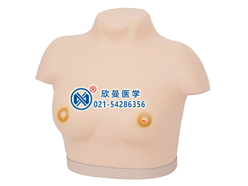 高級(jí)乳腺視診與觸診模型整體結(jié)構(gòu)