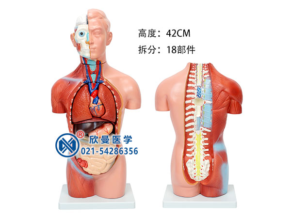 無性人體軀干模型整體結(jié)構(gòu)