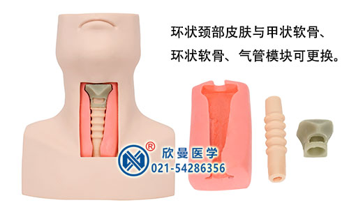 高級環(huán)甲膜穿刺及氣管切開插管模型