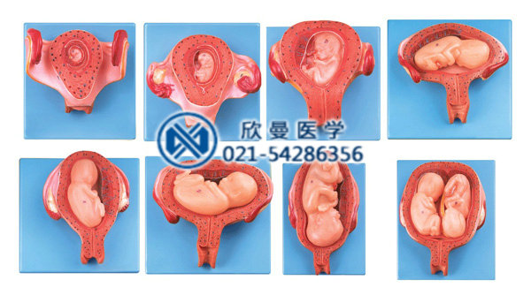 妊娠胚胎發(fā)育示教模型