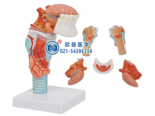 喉連舌牙模型