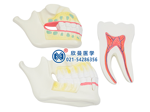 乳牙、恒牙牙列模型