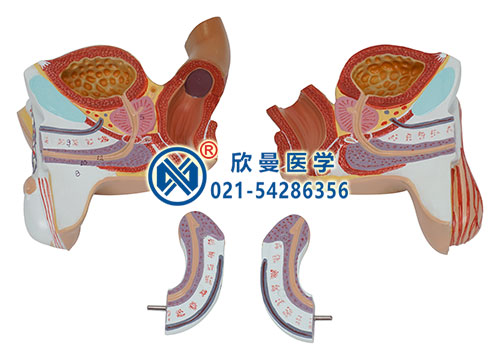 男性生殖器官模型分解為4部件