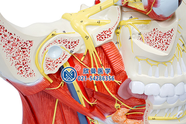 腦神經(jīng)在頭頸部分布模型整體結(jié)構(gòu)