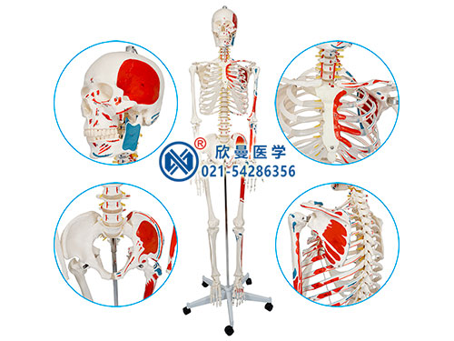 人體骨骼附半邊肌肉著色模型