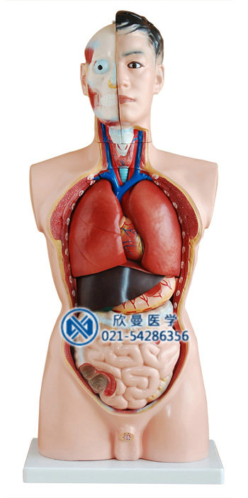 男性人體軀干模型整體結(jié)構(gòu)