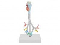 喉與氣管、支氣管樹(shù)模型（3部件）