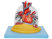 心臟與透明肺、氣管、支氣管樹(shù)模型
