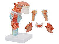 喉附舌、牙模型