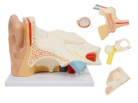 耳解剖放大模型（放大3倍，6部件）