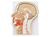 頭部、頸部局解模型
