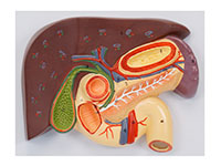 肝、膽、胰、十二指腸、胃切面模型