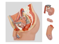男性盆腔矢狀切模型（4部件，帶數(shù)字標識）