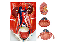 泌尿系統(tǒng)模型（泌尿系統(tǒng)附腹后壁模型）