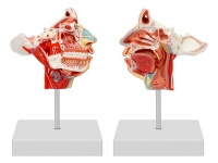 頭面部血管神經(jīng)模型
