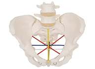 女性骨盆測(cè)量示教模型