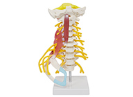 頸椎肌肉帶腦干附神經(jīng)模型