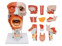 鼻、口、咽、喉腔分解模型