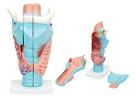 咽喉解剖模型