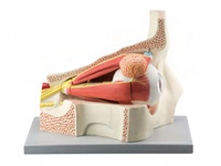 眼球與眼眶放大模型（放大5倍，11部件）