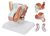 男性生殖器官結構模型