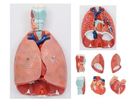 喉、心、肺解剖模型（呼吸系統(tǒng)模型）