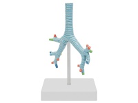 氣管、支氣管及肺段支氣管模型