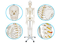 男性全身人體骨骼模型